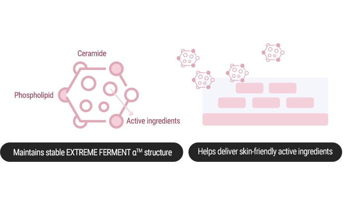 Maintains stable EXTREME FERMENT αTM structure Helps deliver skin-friendly active ingredients