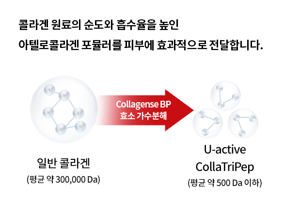 콜라겐 원료의 순도와 흡수율을 높인 아텔로콜라겐 포뮬러를 피부에 효과적으로 전달합니다. 일반 콜라겐(평균 약 300,000 Da) Collagense BP 효소 가수 분해 -> U-active CollaTriPep (평균 약 500 Da 이하)