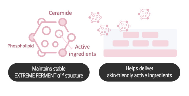 Maintains stable EXTREME FERMENT αTM structure Helps deliver skin-friendly active ingredients
